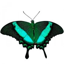 Метелик Павич - Papilio Palinurus